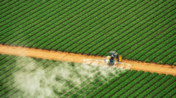 Reliable Chincoteague, VA Pest Control Solutions